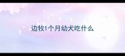 边牧1个月幼犬吃什么