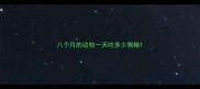 八个月的边牧一天吃多少狗粮
