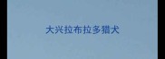大兴拉布拉多猎犬