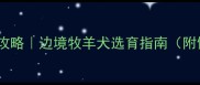 边牧幼崽挑选全攻略边境牧羊犬选育指南附健康检查清单