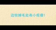 边牧掉毛处有小疙瘩