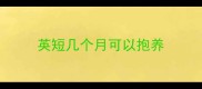 英短几个月可以抱养