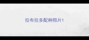 拉布拉多配种照片