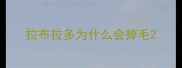 拉布拉多为什么会掉毛