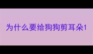 为什么要给狗狗剪耳朵