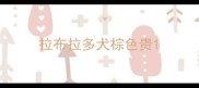 拉布拉多犬棕色贵