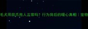 金毛犬用前爪抱人正常吗行为背后的暖心真相宠物行为