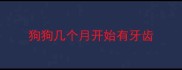 狗狗几个月开始有牙齿