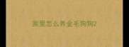 家里怎么养金毛狗狗