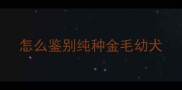 怎么鉴别纯种金毛幼犬