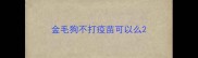 金毛狗不打疫苗可以么