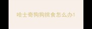 哈士奇狗狗挑食怎么办
