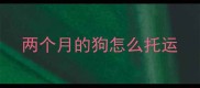 两个月的狗怎么托运