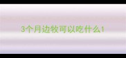 3个月边牧可以吃什么