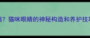 猫咪瞳孔不会收缩猫咪眼睛的神秘构造和养护技巧科学养宠必看