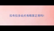 拉布拉多幼犬有眼屎正常吗