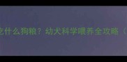 比熊四个月大吃什么狗粮幼犬科学喂养全攻略附品牌推荐