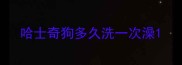 哈士奇狗多久洗一次澡