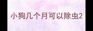 小狗几个月可以除虫