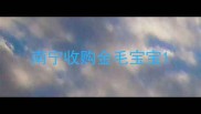 南宁收购金毛宝宝