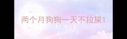 两个月狗狗一天不拉屎