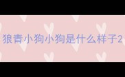 狼青小狗小狗是什么样子