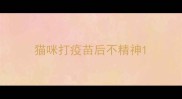 猫咪打疫苗后不精神
