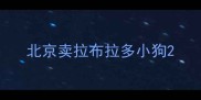 北京卖拉布拉多小狗