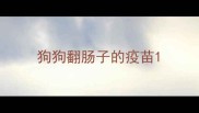 狗狗翻肠子的疫苗