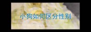 小狗如何区分性别
