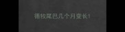 德牧尾巴几个月变长