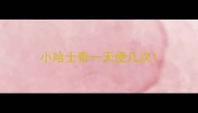 小哈士奇一天便几次