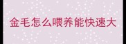 金毛怎么喂养能快速大