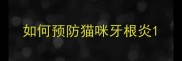 如何预防猫咪牙根炎
