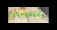 金毛耳朵需要剪毛