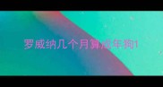 罗威纳几个月算成年狗