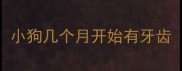 小狗几个月开始有牙齿