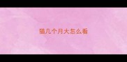 猫几个月大怎么看