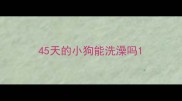 45天的小狗能洗澡吗