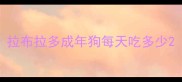 拉布拉多成年狗每天吃多少