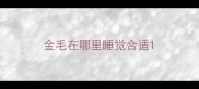 金毛在哪里睡觉合适