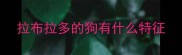 拉布拉多的狗有什么特征