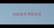 训练金毛寻回东西