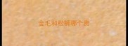 金毛和松狮哪个贵