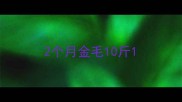 2个月金毛10斤