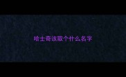哈士奇该取个什么名字