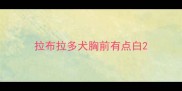 拉布拉多犬胸前有点白