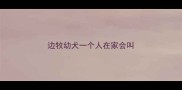 边牧幼犬一个人在家会叫