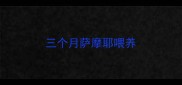 三个月萨摩耶喂养
