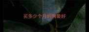 买多少个月的狗最好